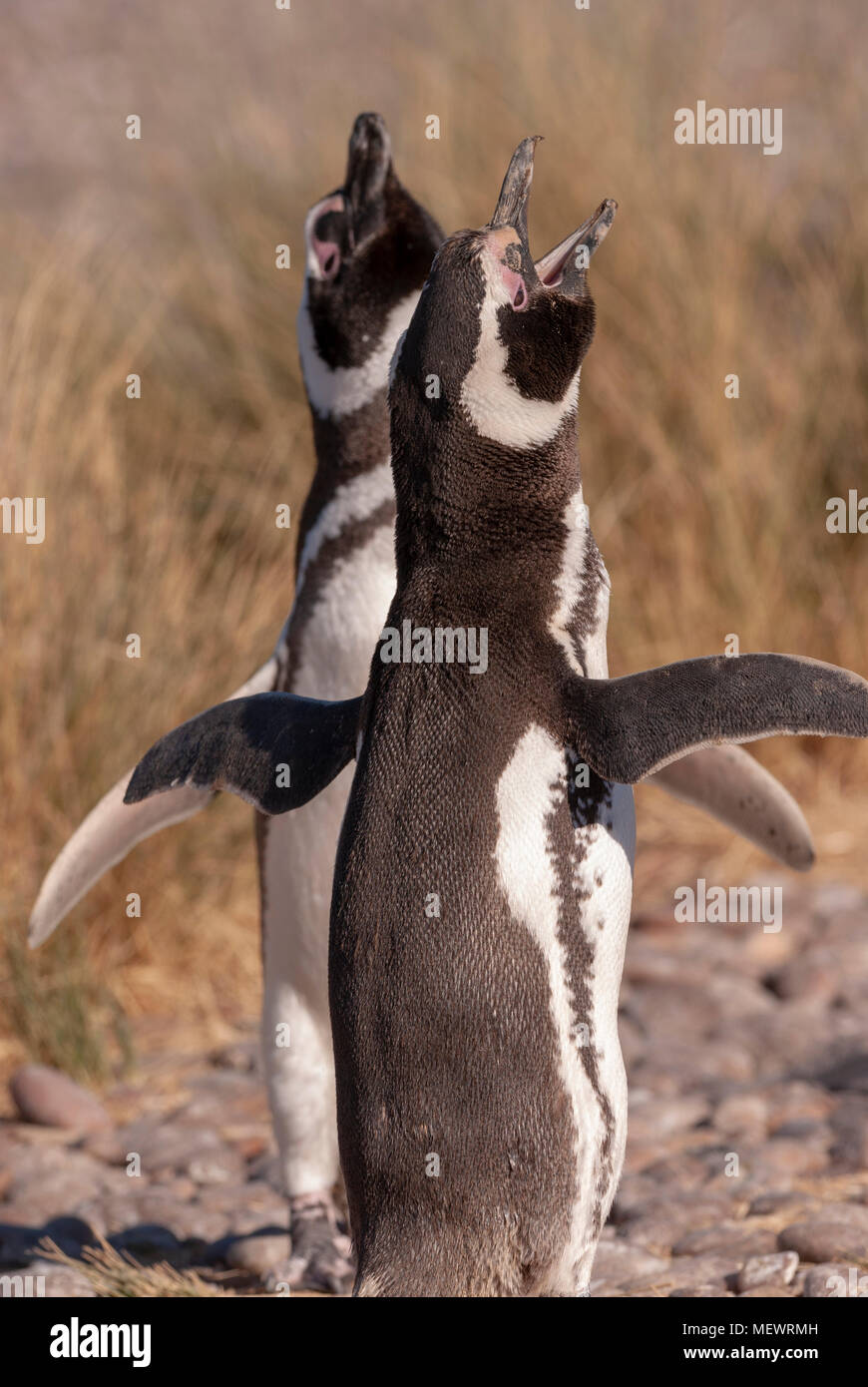 Magellan Pinguin (Spheniscus Magellanicus) in Patagonien Stockfoto