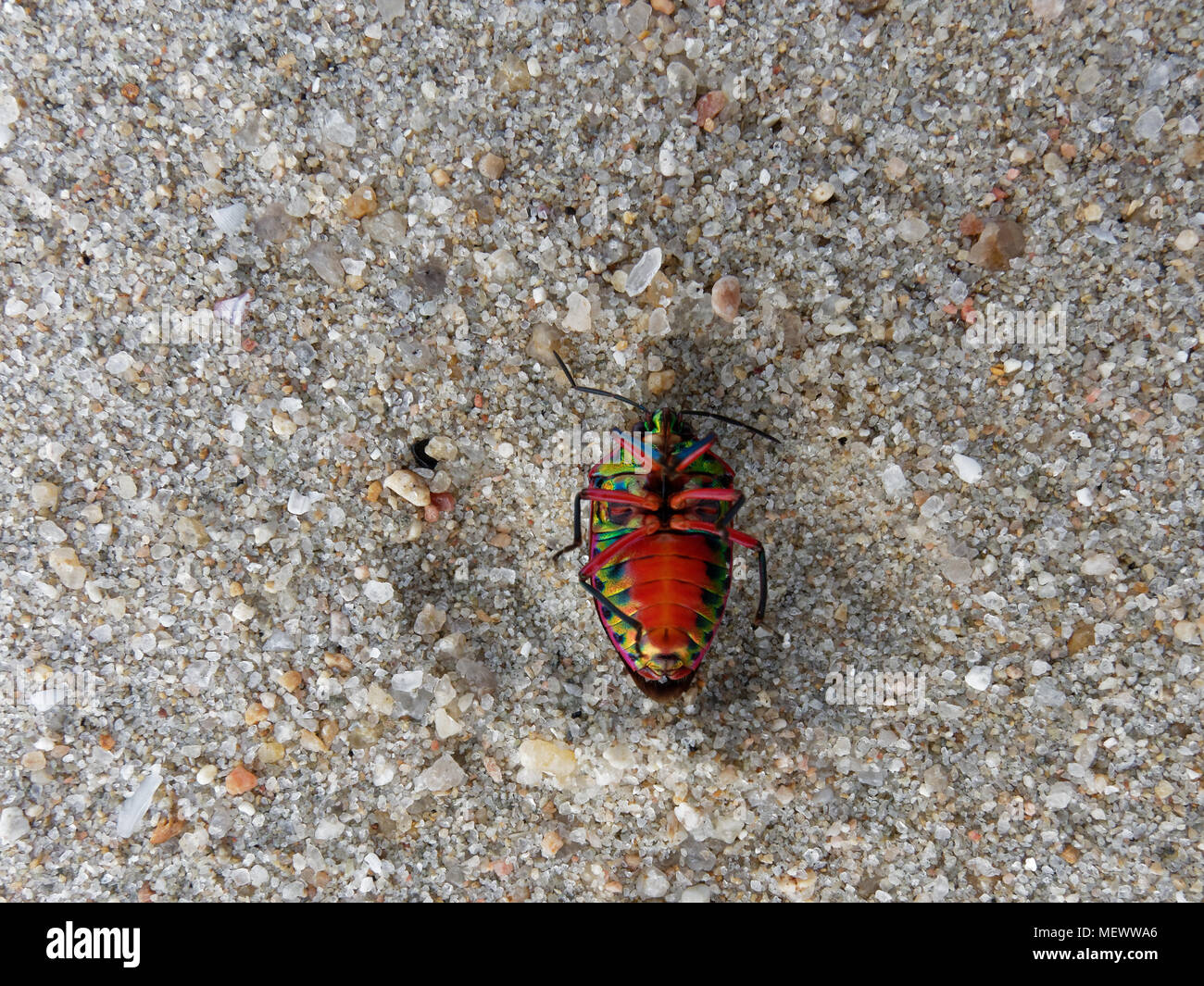 Nach oben Rainbow shield Bug rollt auf die Rückseite, über Sand am Strand Hintergrund, das Zeichen, dass der Bug sterben Stockfoto