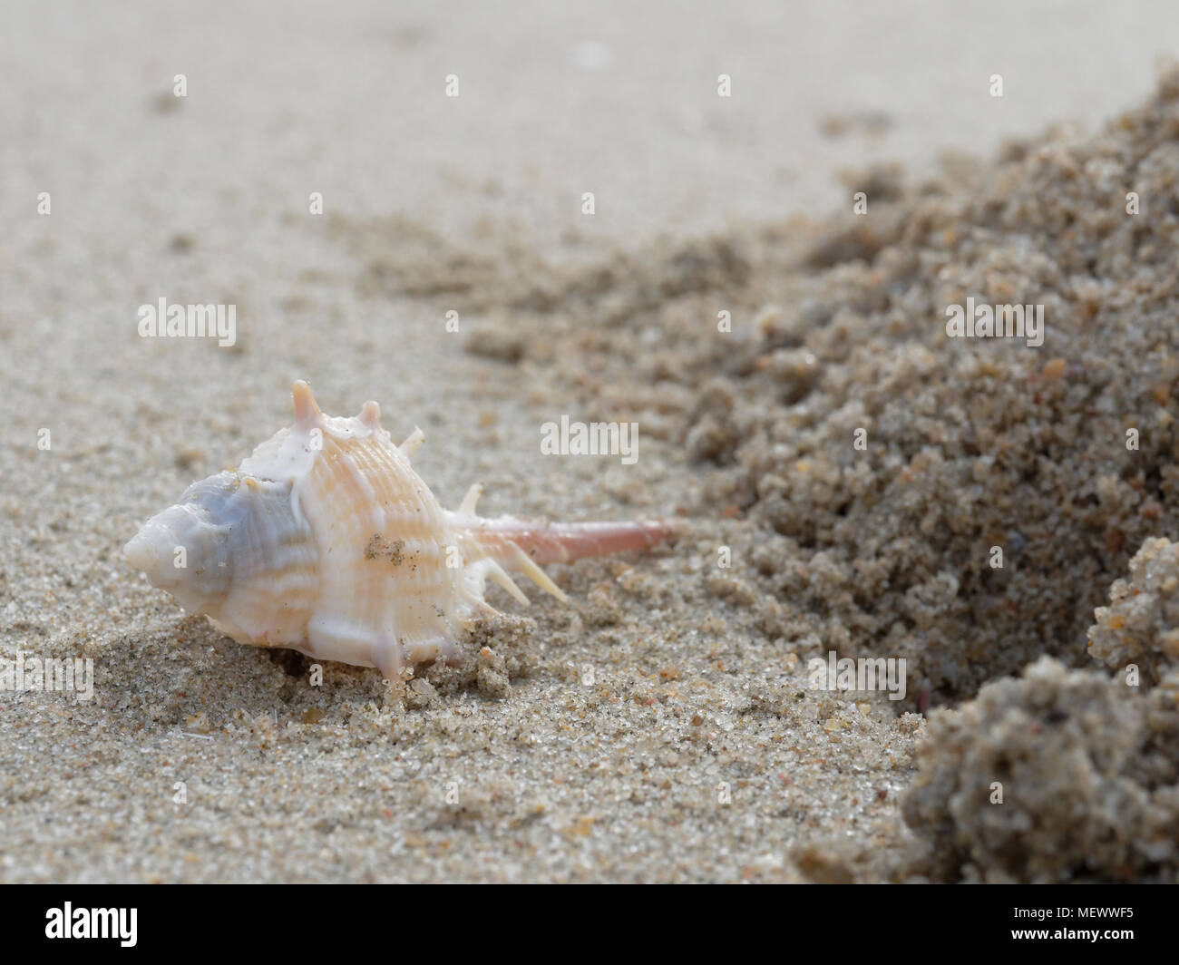 Weiße und Braune stout Wirbelsäule murex mit Bohrung und Haufen von Sand auf den Strand Hintergrund mit Thema Konzept der Urlaub, Ferien und Erholung Stockfoto