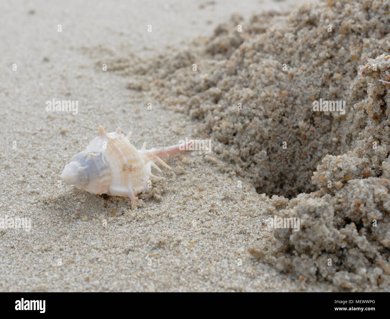 Weiße und Braune stout Wirbelsäule murex mit Bohrung und Haufen von Sand auf den Strand Hintergrund mit Thema Konzept der Urlaub, Ferien und Erholung Stockfoto