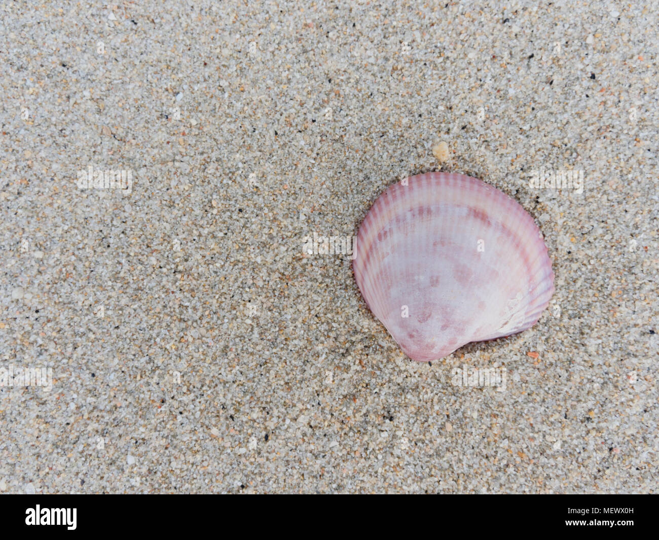 Weiß, rosa und purpur clam Shell über sandigen Textur Hintergrund mit Thema Konzept der Urlaub Stockfoto