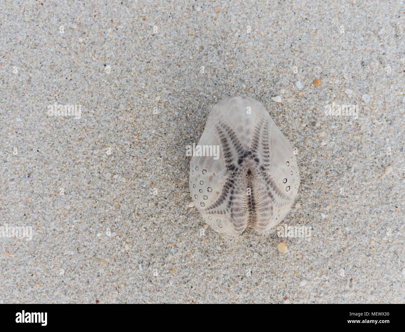 Weiße und Braune ovale Form Seeanemone Shell über sandigen Textur Hintergrund mit Thema Konzept der Urlaub Stockfoto