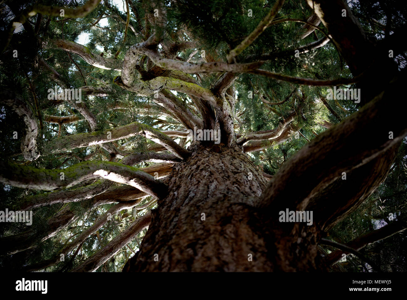 Botanischer Garten der Universität Cambridge, Cambridge, Cambridgeshire England UK. 22. April 2018 Sierra Redwood Tree. Sequoiadendron Giganteum. 22. April 2018 Stockfoto