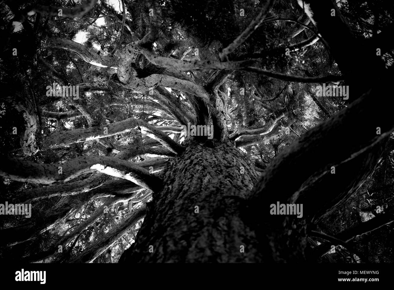 Botanischer Garten der Universität Cambridge, Cambridge, Cambridgeshire England UK. 22. April 2018 Sierra Redwood Tree. Sequoiadendron Giganteum. 22. April 2018 Stockfoto