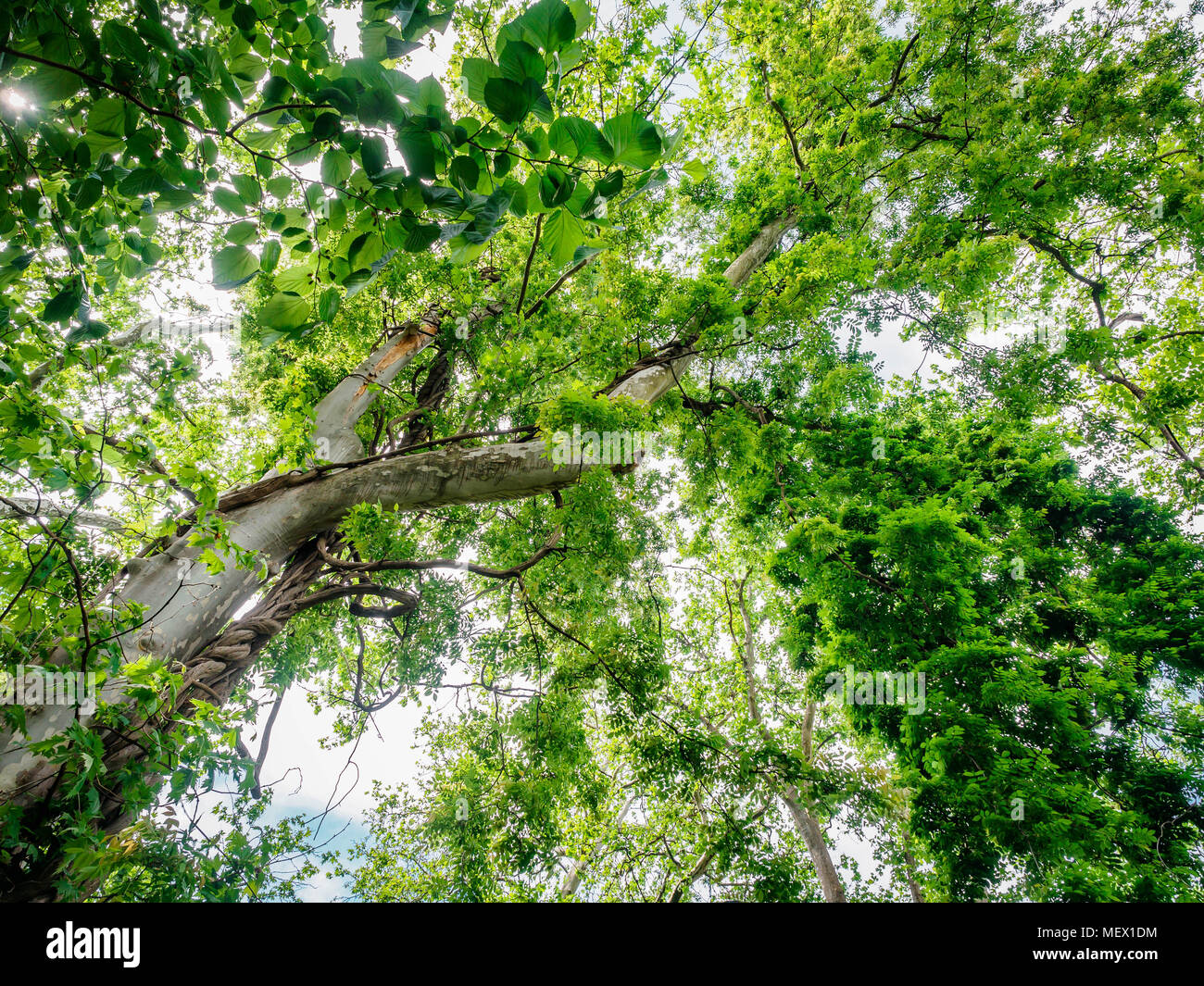 Ansicht von unten an den Baum oben auf einer riesigen Platane Platanus im Dschungel oder Wald. Sonnenstrahlen in der Baumkrone. Natur Hintergrund Stockfoto
