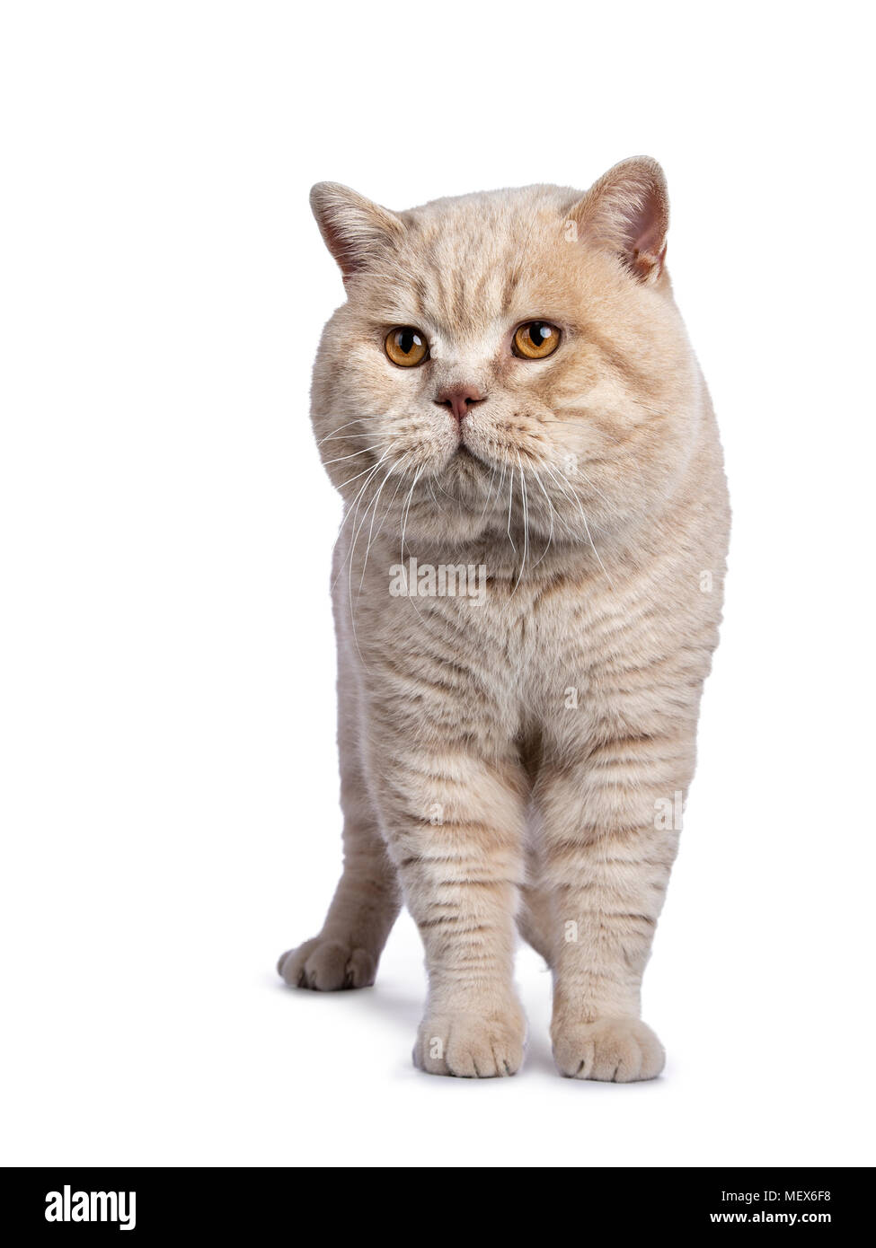 Katze mit geschwollenem schwanz -Fotos und -Bildmaterial in hoher