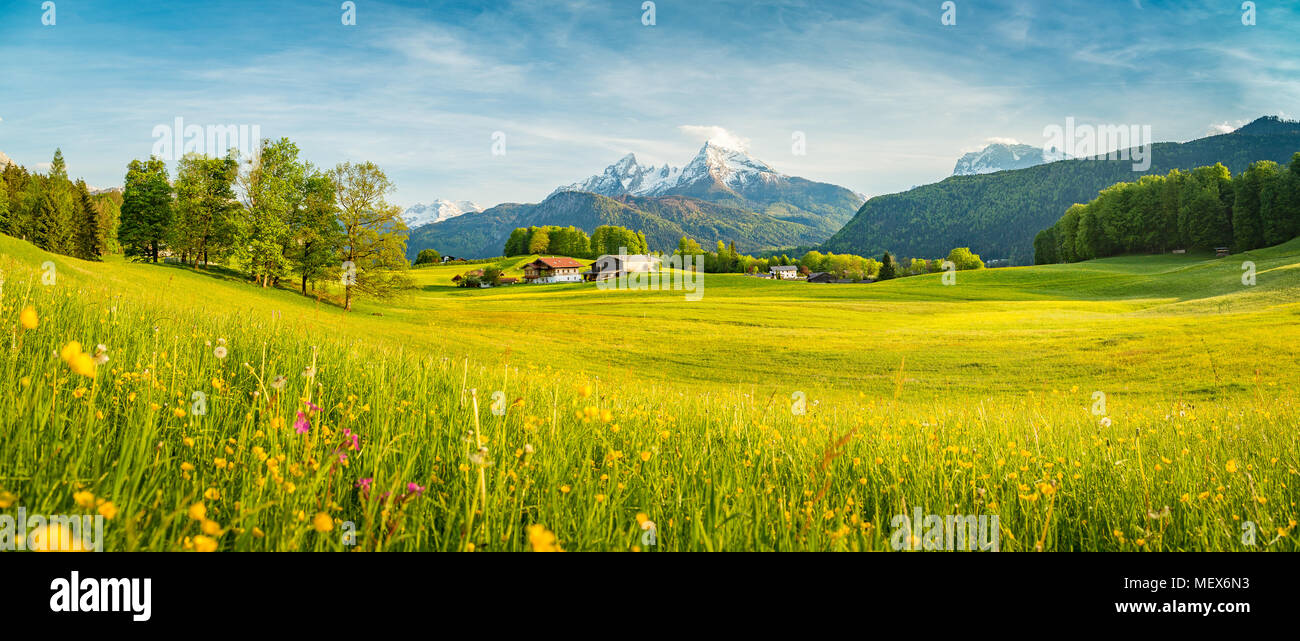 Schöne Aussicht auf die idyllische Bergkulisse der Alpen mit blühenden Wiesen und schneebedeckten Berggipfel an einem schönen sonnigen Tag mit blauem Himmel im Frühjahr Stockfoto