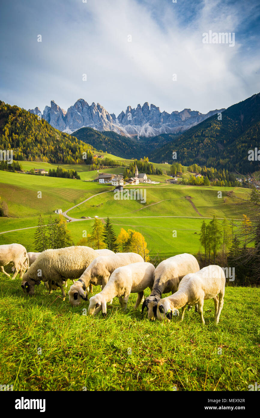 Wunderschöne Aussicht auf idyllischen Berglandschaft in den Dolomiten mit berühmten Santa Maddelana Bergdorf und Schafe auf grünen Wiesen Stockfoto
