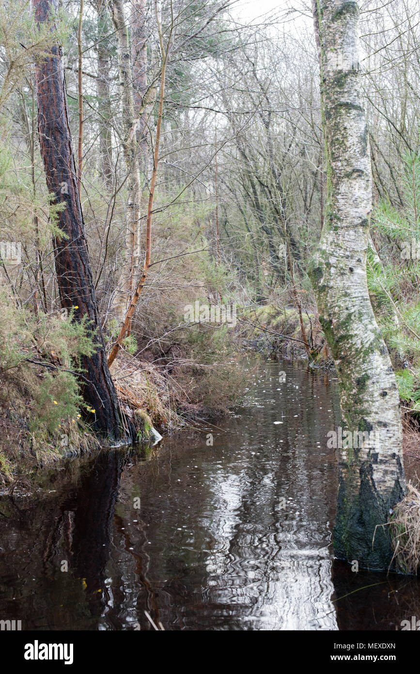 Der Abfluss Flüsse, Bäche und cullverts sind alle voll im Winter forrest im Allerthorpe Stockfoto