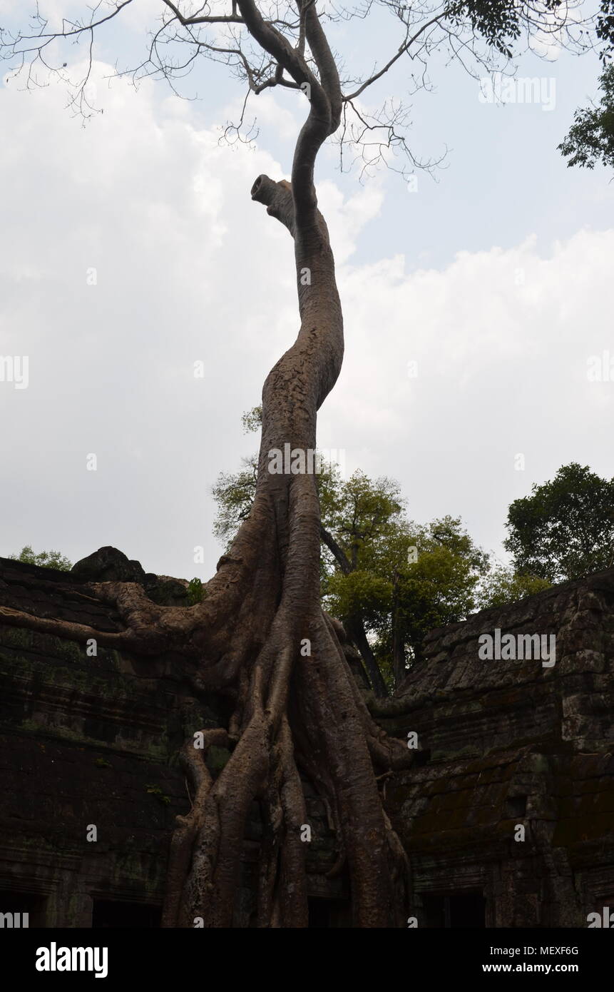 Ein riesiger Baum root überholt ein Wand bei Ta Phrom Tempel, der im Film Tomb Raider starring Angelina Jolie erschien. Stockfoto