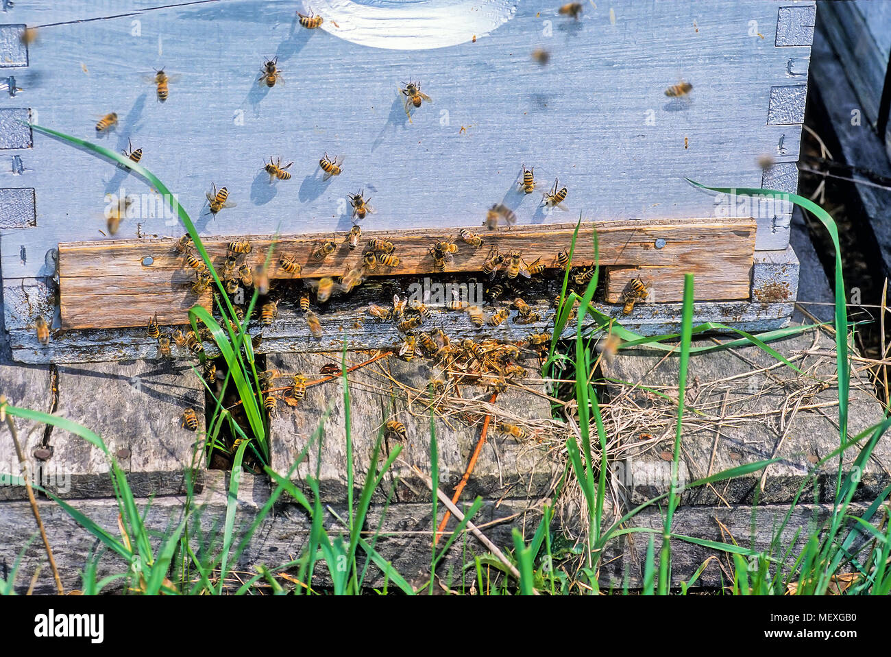 Honigbienen, Apis, Schweben am Eingang ihre Holzkiste hive in einem Bienenhaus. Stockfoto
