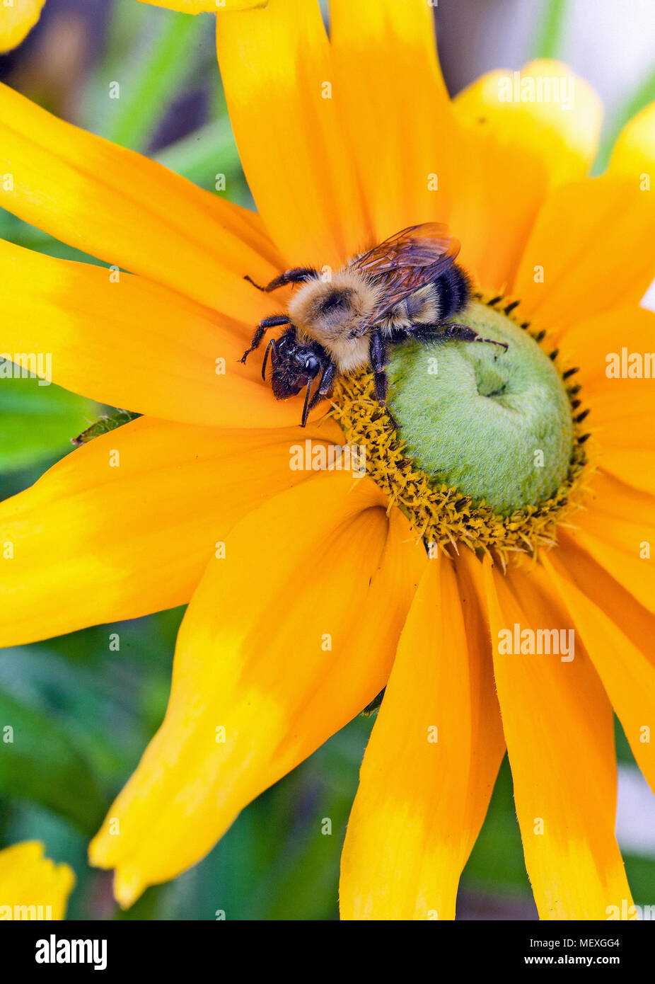 Nahaufnahme einer Honigbiene, Gattung Apis, Pollen sammeln von einem gelben Sonnenblumen mit einem grünen Zentrum. Stockfoto