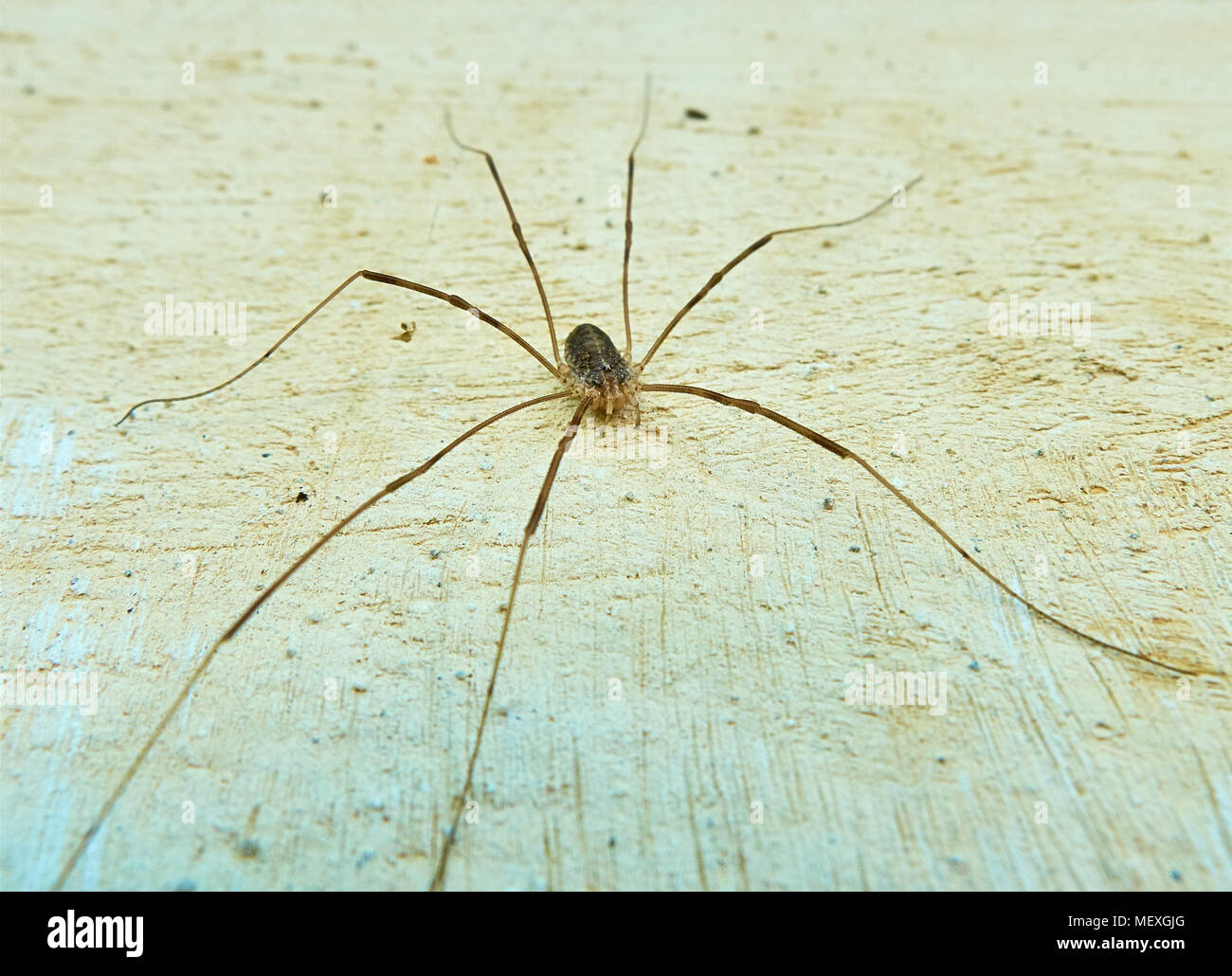 Hetzen Beredt Wettbewerbsfähig spinne mit langen beinen Funkeln Beerdigung Diplomat