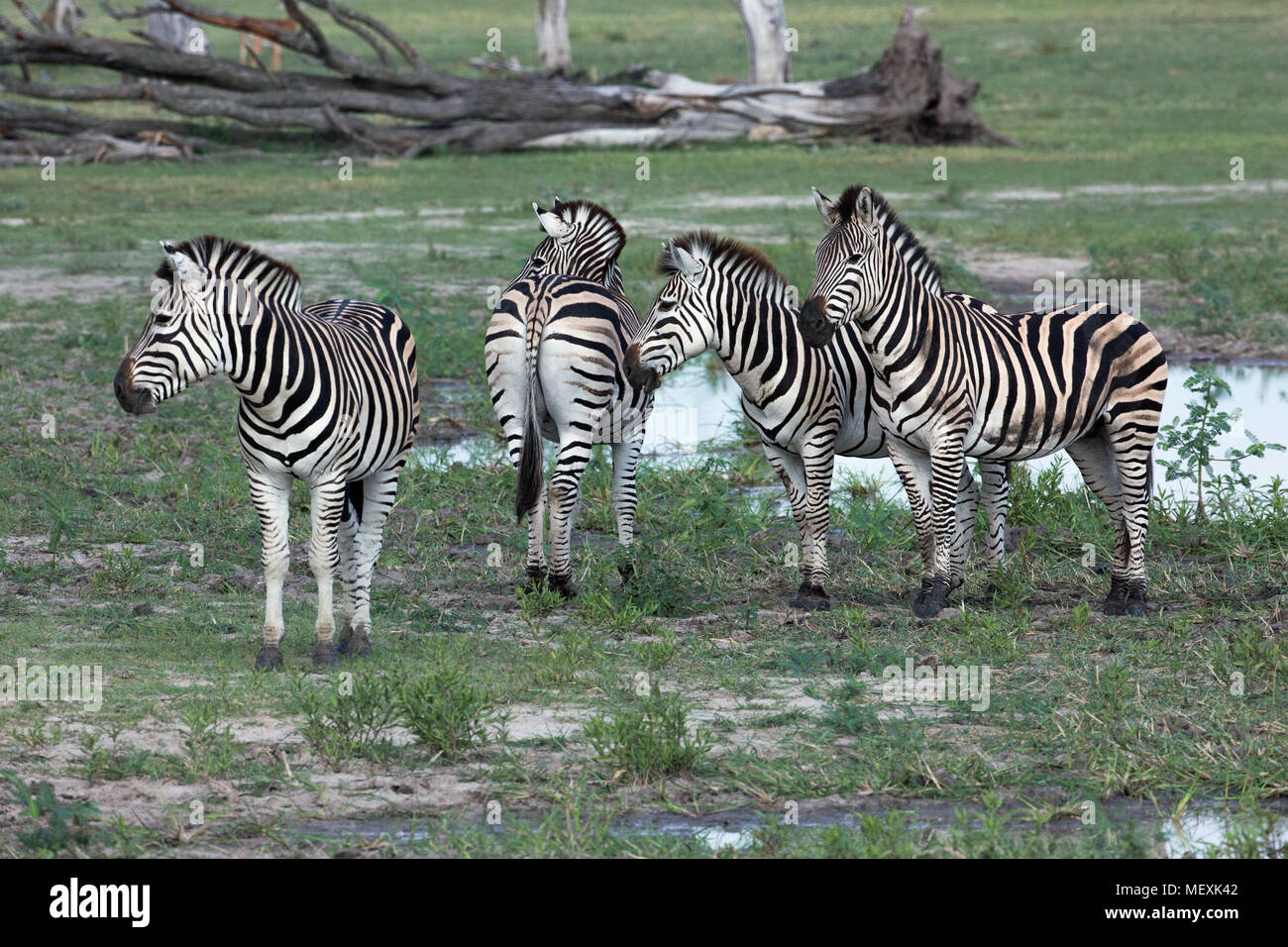 Burchell's Zebra (Equus burchelli). Vier Tiere zusammen. Mit jeweils eigenen einzigartigen Stripe gemusterten Fell. Hinterteil der Übersicht "Schatten" zwischen Streifen, ein Stockfoto