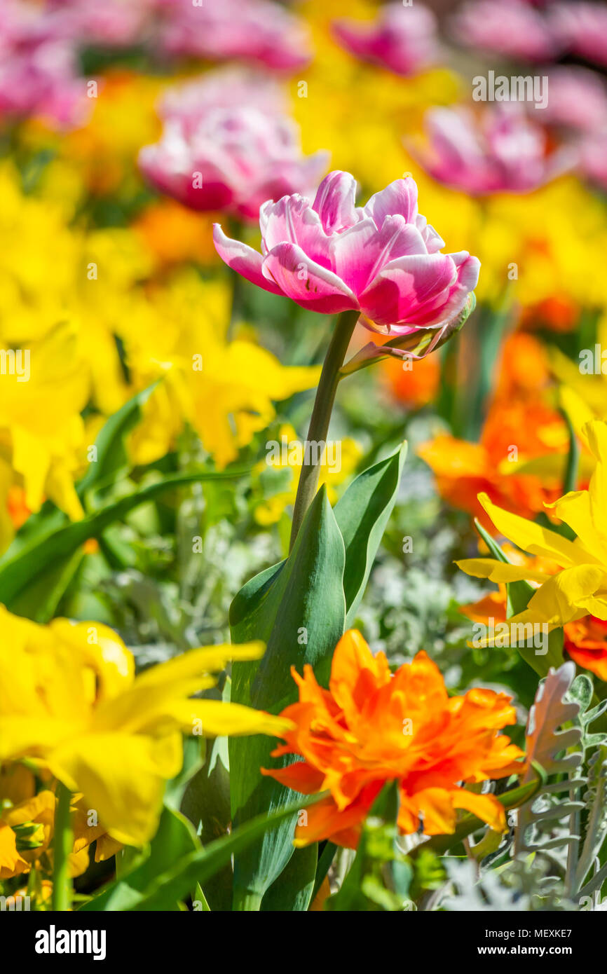 Blühende Doppel frühen Tulpen Stockfoto