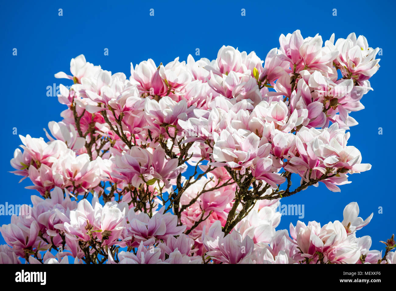 blühende Magnolie Stockfoto