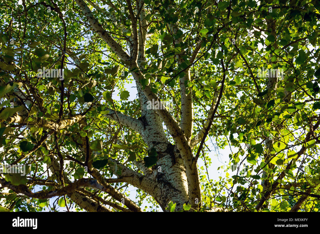 Hoher Baum mit weißen Rinde (Aspen, Pappel, Birke). Unterseite Stockfoto