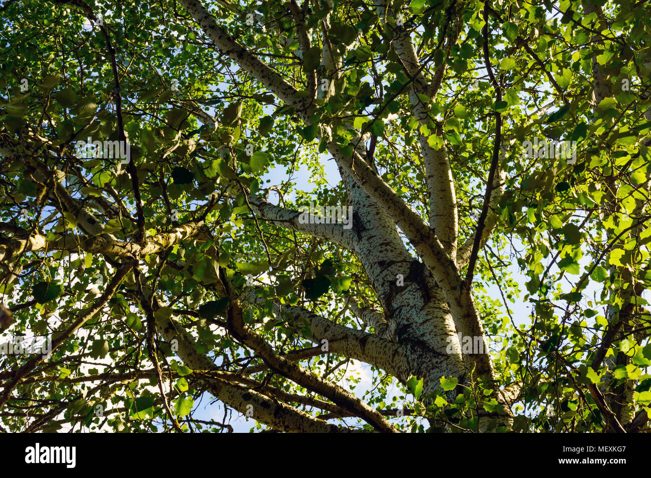 Hoher Baum mit weißen Rinde (Aspen, Pappel, Birke). Unterseite Stockfoto