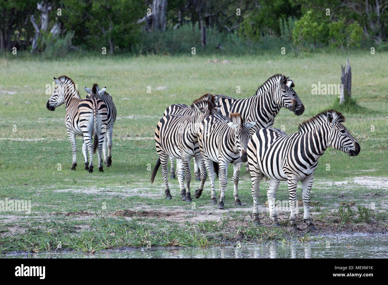 Burchell's oder Ebenen Zebra (Equus quagga Burchellii). Wasser abhängigen "Primäre grazers" der Afrikanischen Savanne, die Wiesen und Wälder. Anfahren einer Wat Stockfoto