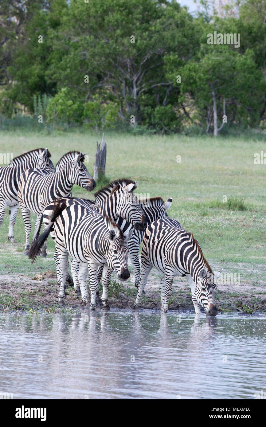 Burchell's oder Ebenen Zebra (Equus quagga Burchellii). Wasser abhängigen "Primäre grazers" der Afrikanischen Savanne, die Wiesen und Wälder. Anfahren einer Wat Stockfoto