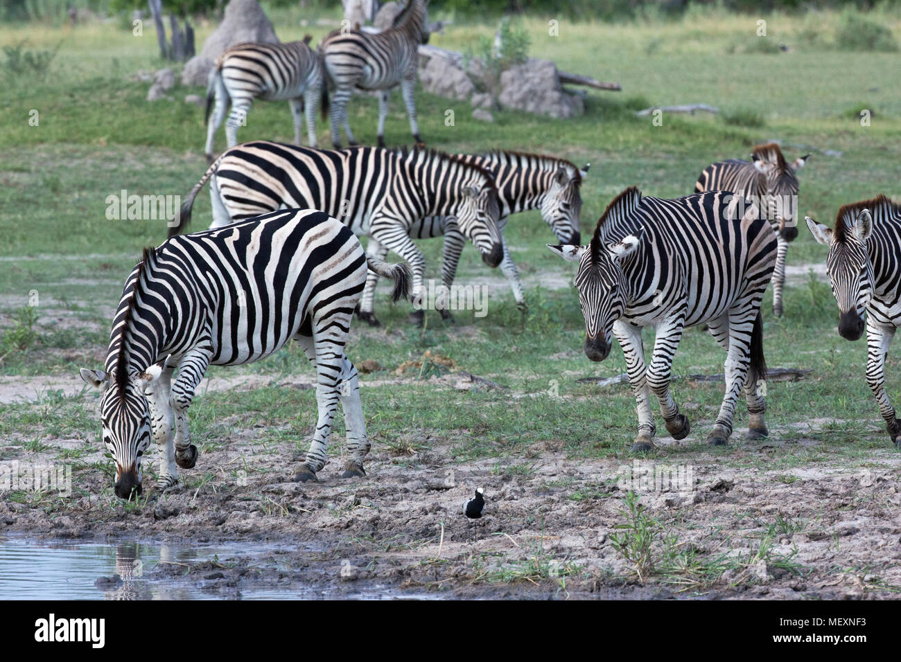 Burchell's oder Ebenen Zebra (Equus quagga Burchellii). Ankunft in einem Loch. Beachten Sie, wie die in der Nähe keine Vegetation, die von räuberischen anim verwendet werden könnte. Stockfoto