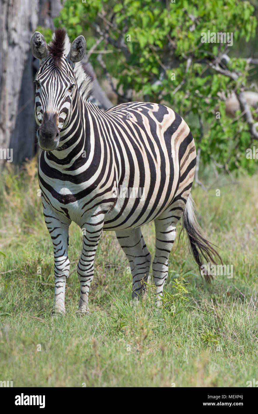 Burchell's, Gemeinsame oder Ebenen Zebra (Equus quagga Burchellii). Okavango Delta. Botswana. Afrika. Januar. Stockfoto