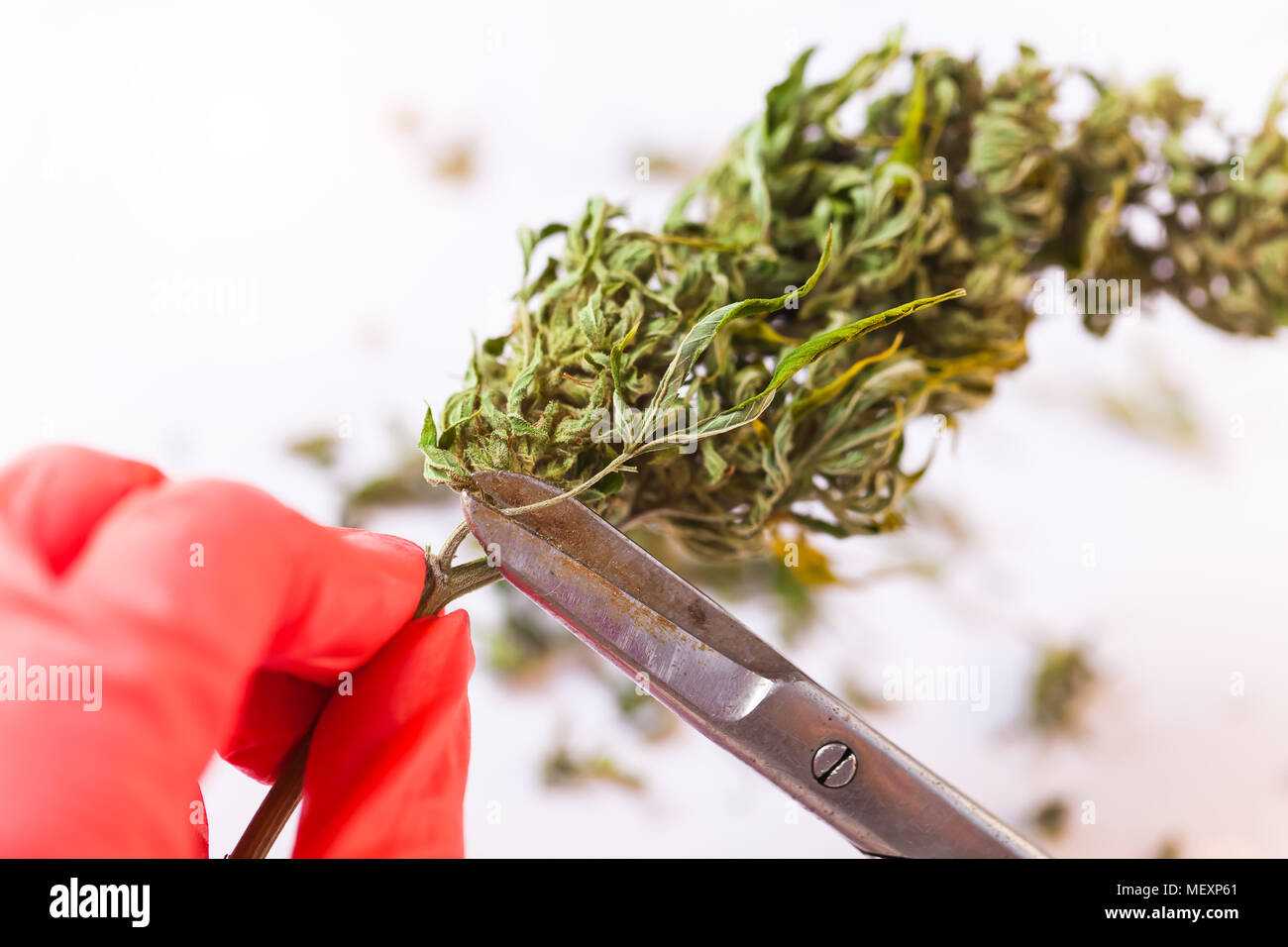 Labor Hände in Handschuhe mit Schere schneiden von Cannabis für die Analyse der CBD Stockfoto