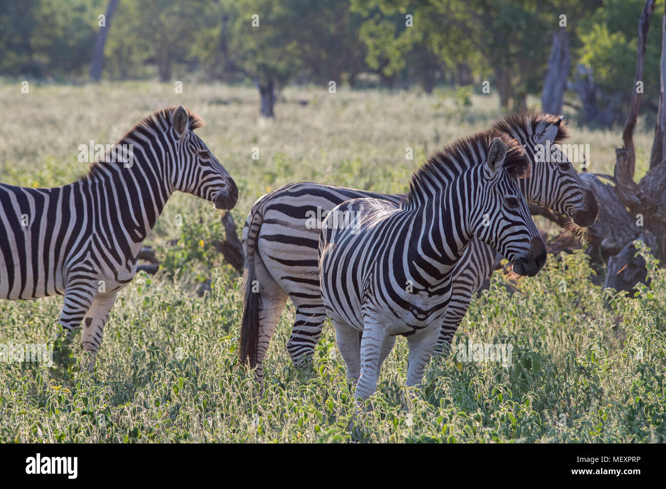 Burchell's, Gemeinsame oder Ebenen, Zebras (Equus quagga Burchellii). Am frühen Morgen Licht. Überlappende Tiere. Okavango Delta. Botswana. Afrika. Stockfoto