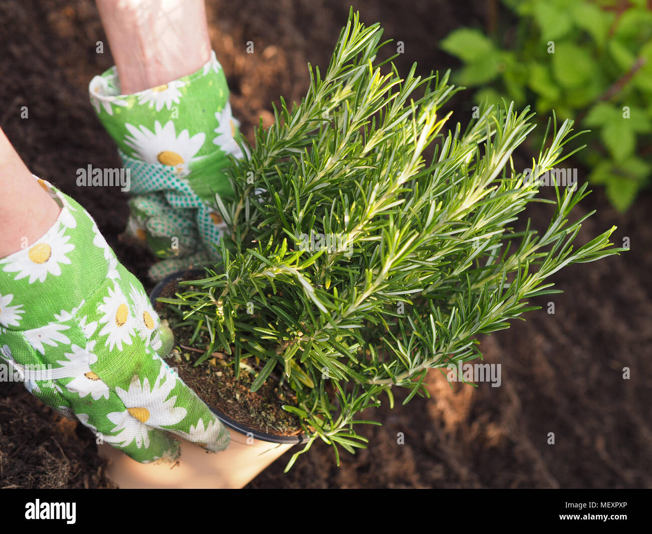 Gartenarbeit, Mensch pflanzen Kräuter in seinem Garten Stockfoto