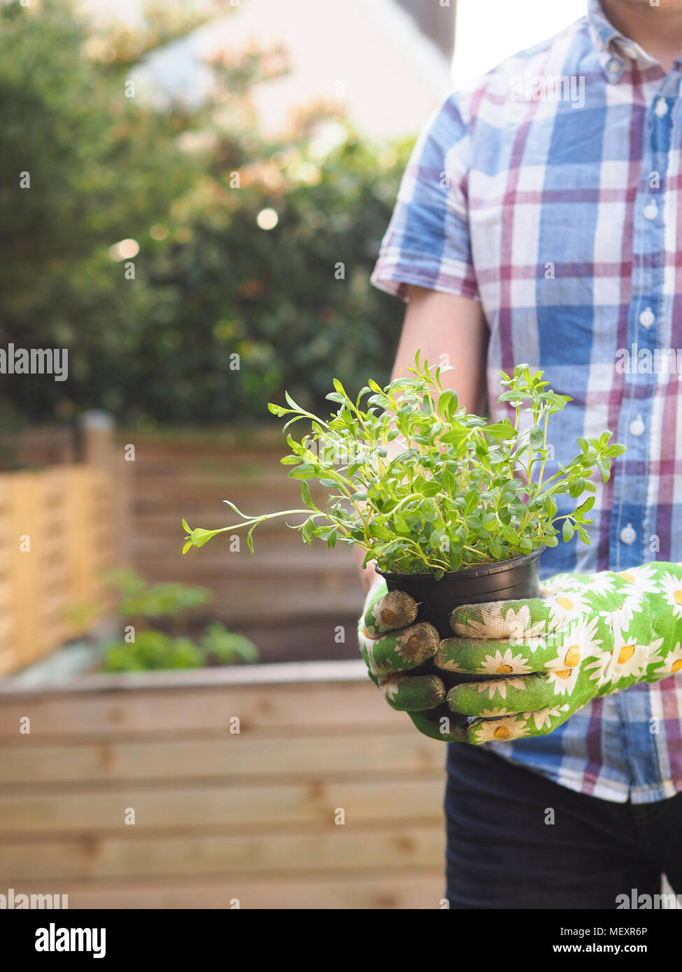 Gartenarbeit, Mensch pflanzen Kräuter in seinem Garten Stockfoto