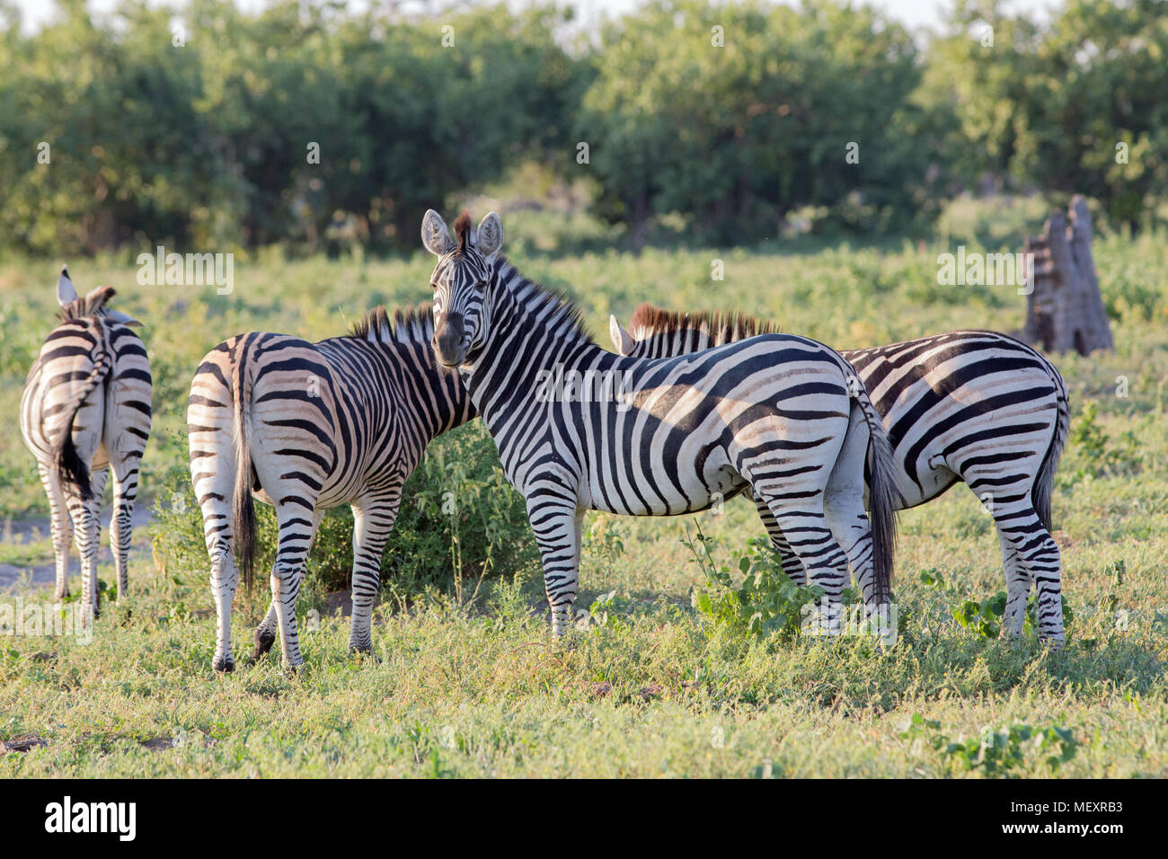 Burchell's, Gemeinsame oder Ebenen Zebra (Equus quagga Burchellii). Hengst und drei Stuten. Am frühen Morgen Licht. Okavango Delta. Botswana. Afrika. Januar Stockfoto