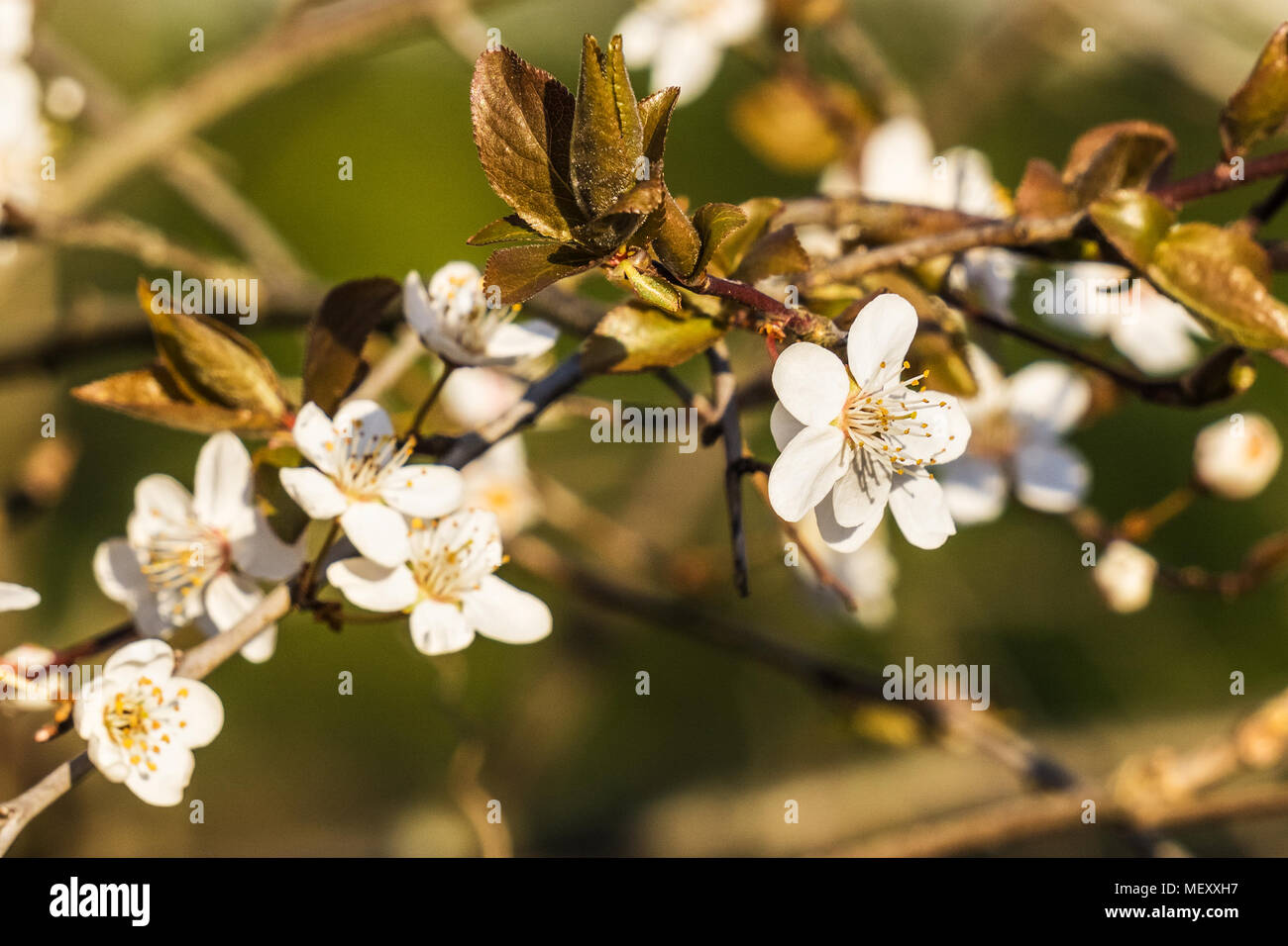 Frühling: Closeup auf ein pflaumenbaum weiße Blume, plumeria, Prunus domestica. Stockfoto