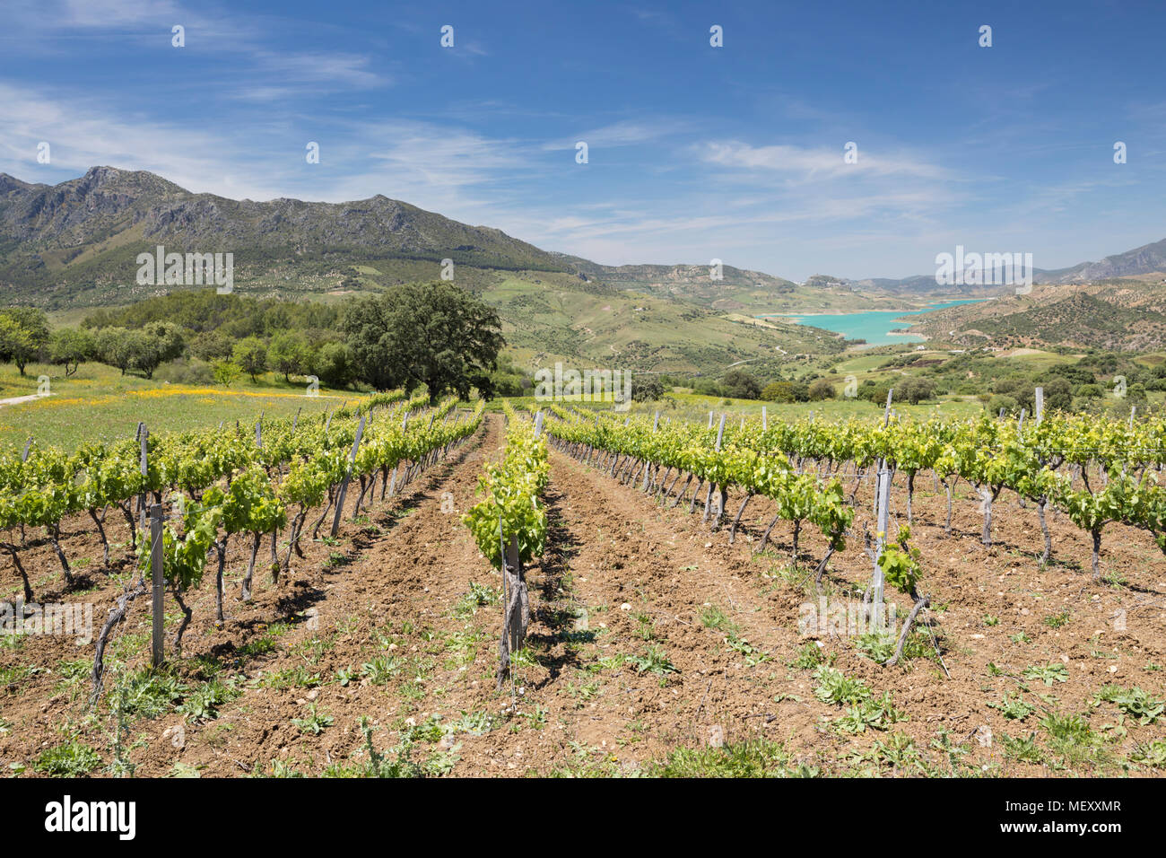 Weinberg unter Berge der Sierra de Grazalema Naturpark, Zahara de la Sierra, Provinz Cadiz, Andalusien, Spanien, Europa Stockfoto