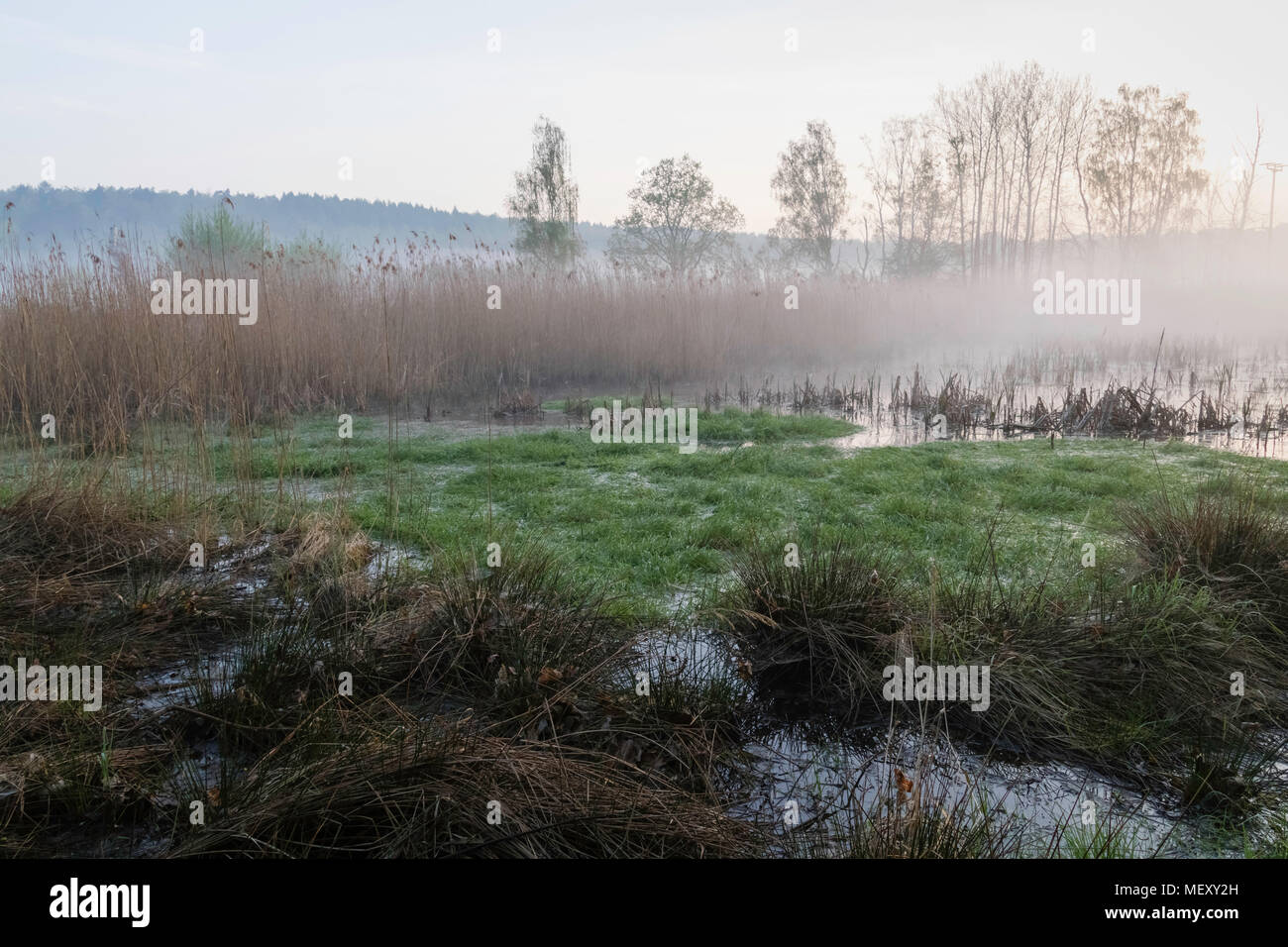 Bunte Bog in der frühen Dämmerung, Sonnenaufgang über dem Sumpf, Landschaft dichten Nebel, Auf Dem Land Deutschland Sachsen Stockfoto