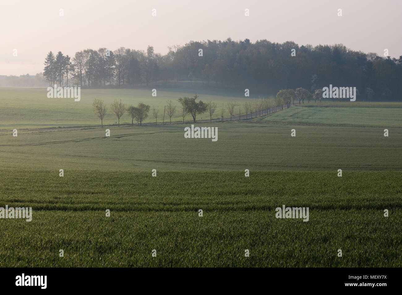 Neblige Landschaft, Dämmerung, Bäume in einer Reihe, leuchtend grüne Farbe, Misty, Sunrise Stockfoto