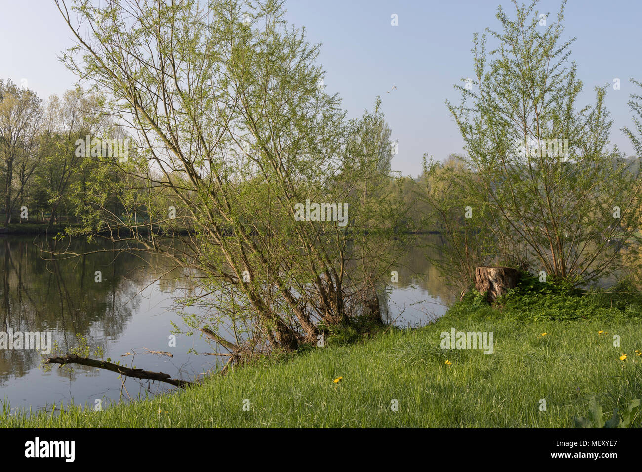 Landschaft entlang des Flusses Mulde, Natur, Frühling Morgen, blauer Himmel, der Reflexion, des östlichen Deutschland, Europa Stockfoto