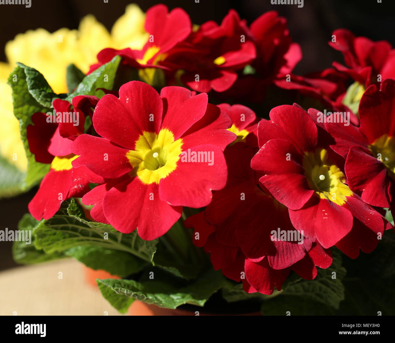 Schönen roten und gelben Blumen unter natürlichem Licht fotografiert. Helle Farben und ein interessantes Licht. Stockfoto
