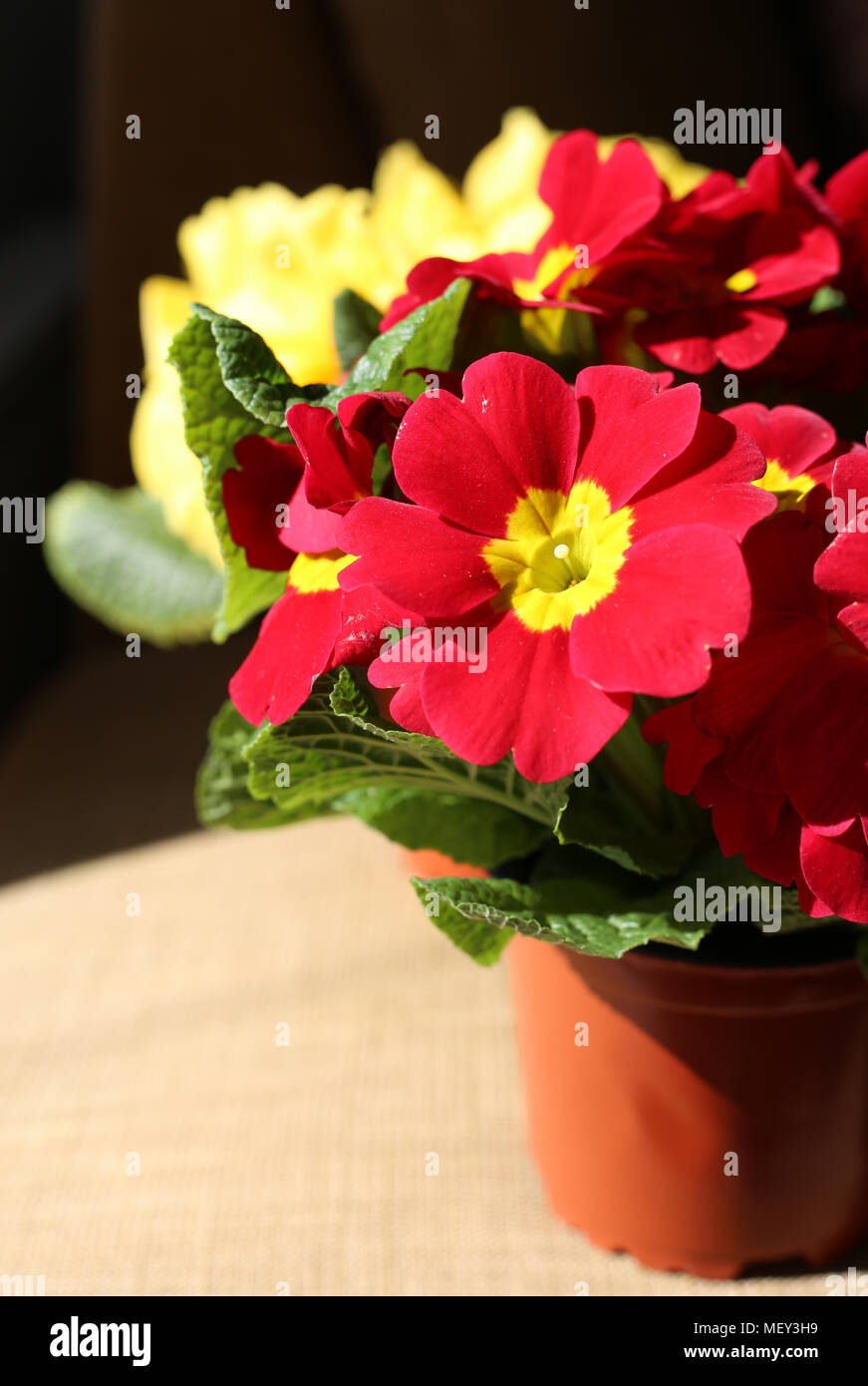 Schönen roten und gelben Blumen unter natürlichem Licht fotografiert. Helle Farben und ein interessantes Licht. Stockfoto