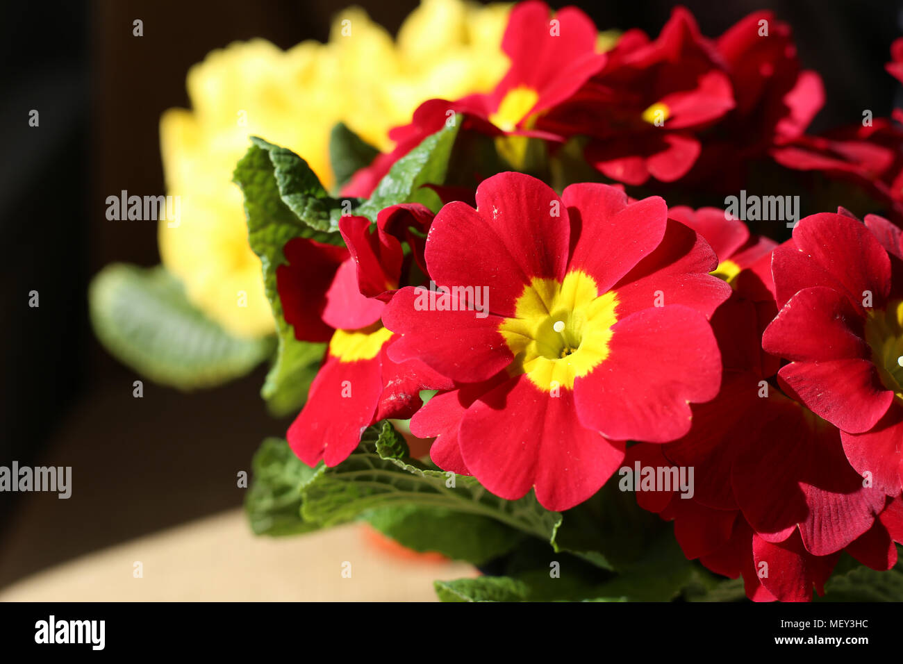Schönen roten und gelben Blumen unter natürlichem Licht fotografiert. Helle Farben und ein interessantes Licht. Stockfoto