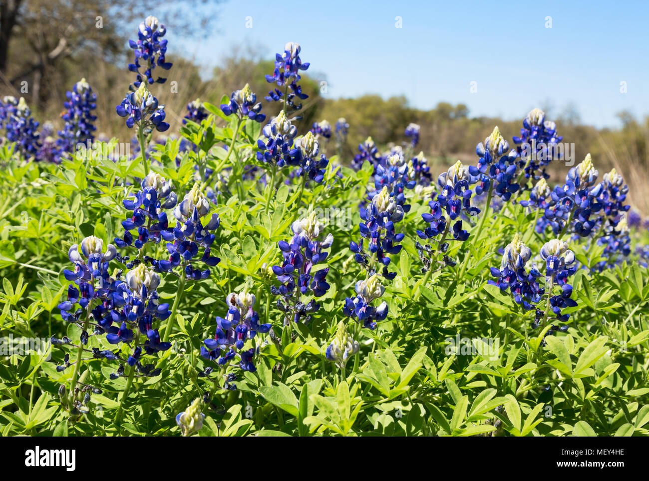 Bluebonnets, (Lupinus Texensis) Blumen wachsen. Die Bluebonnet ist die Blume von Texas, Texas, Vereinigte Staaten von Amerika Stockfoto