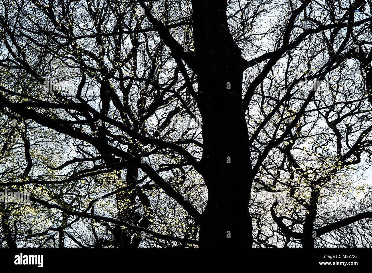 Frühling Baum Silhouette gegen die Sonne mit blinkt der frischen Blätter. Stockfoto