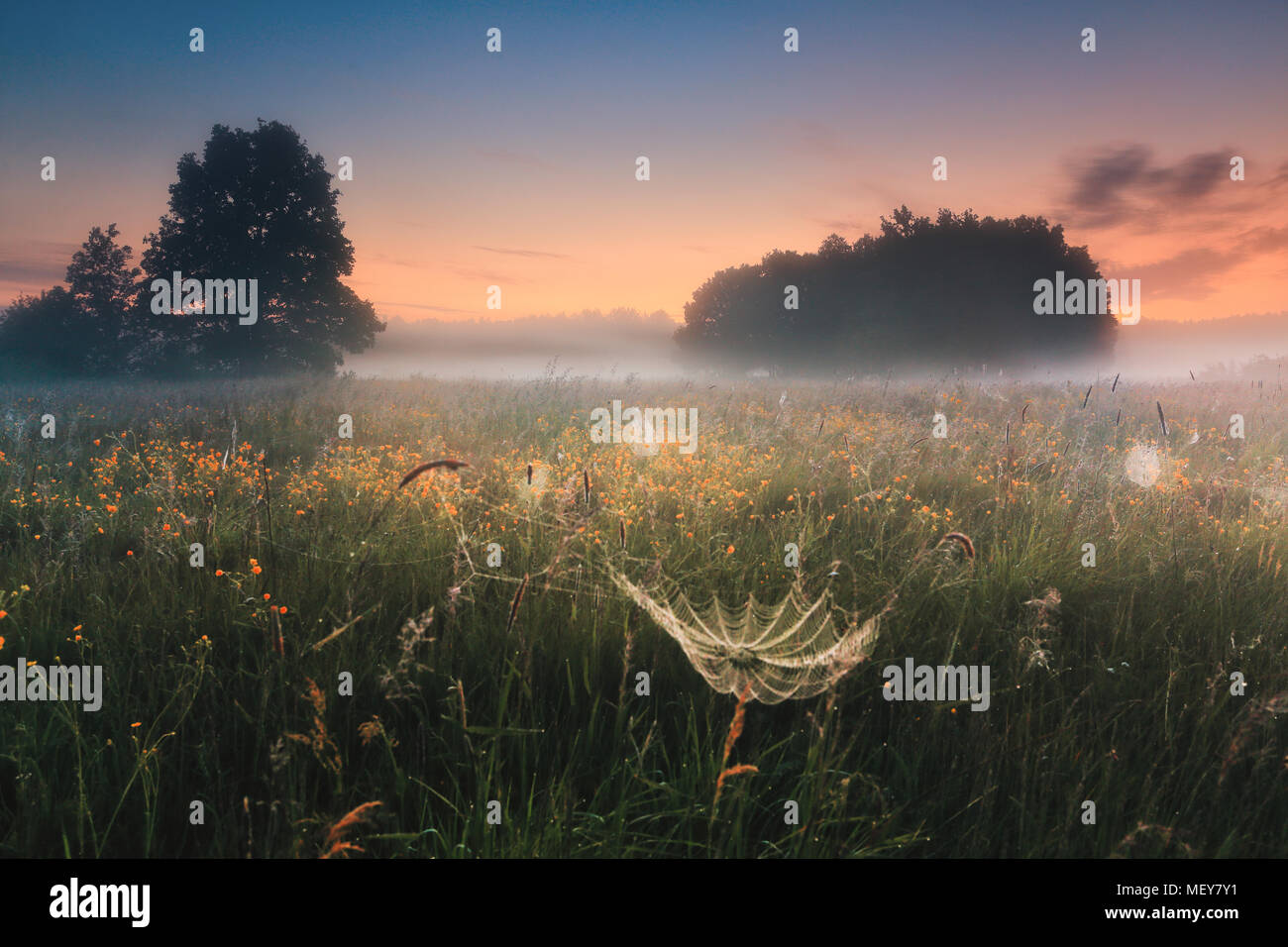 Erstaunlich frühling landschaft mit bloomig Feld und natürlichen Web früh in misty morning. Farbenfrohe Frühling Morgen. Stockfoto