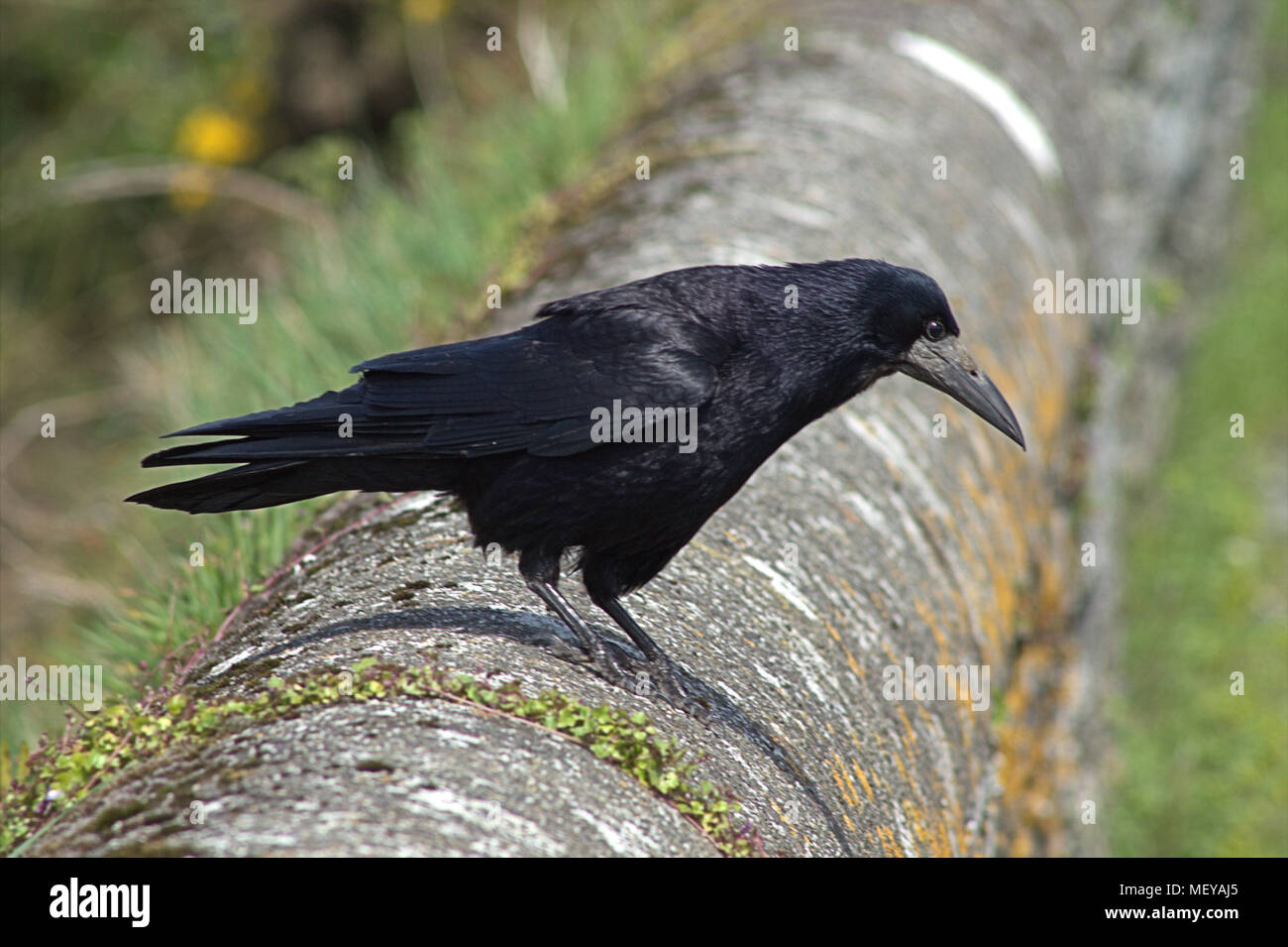 Corvus frugilegus, gemeinsame Saatkrähe, im vollen Erwachsenen Gefieder thront auf einem Stein an der Wand beobachten die Waters Edge für Lebensmittel. Stockfoto