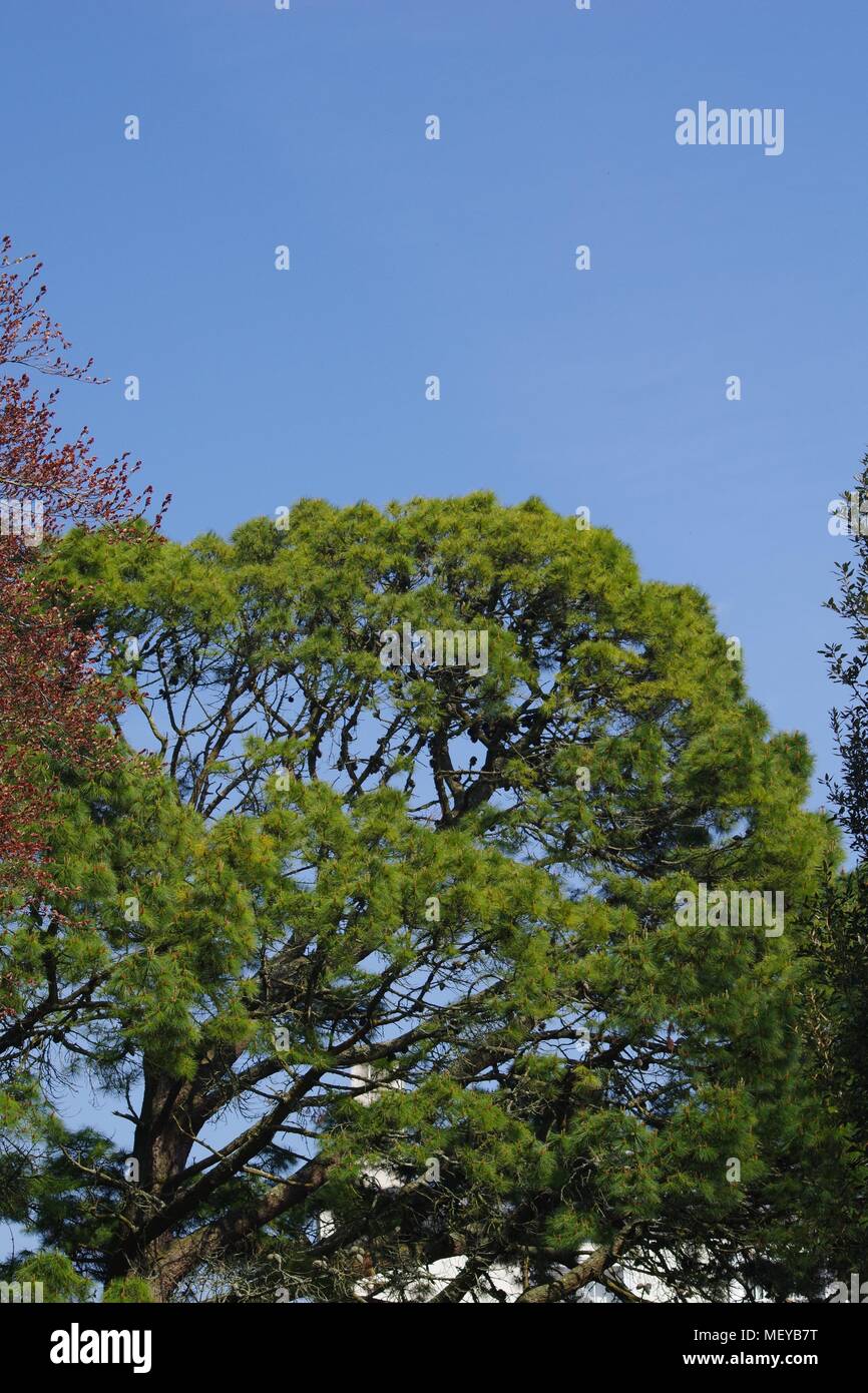 Pine Tree vor blauem Himmel. In Rougemont Gärten. Exeter, Devon, Großbritannien. April, 2018. Stockfoto