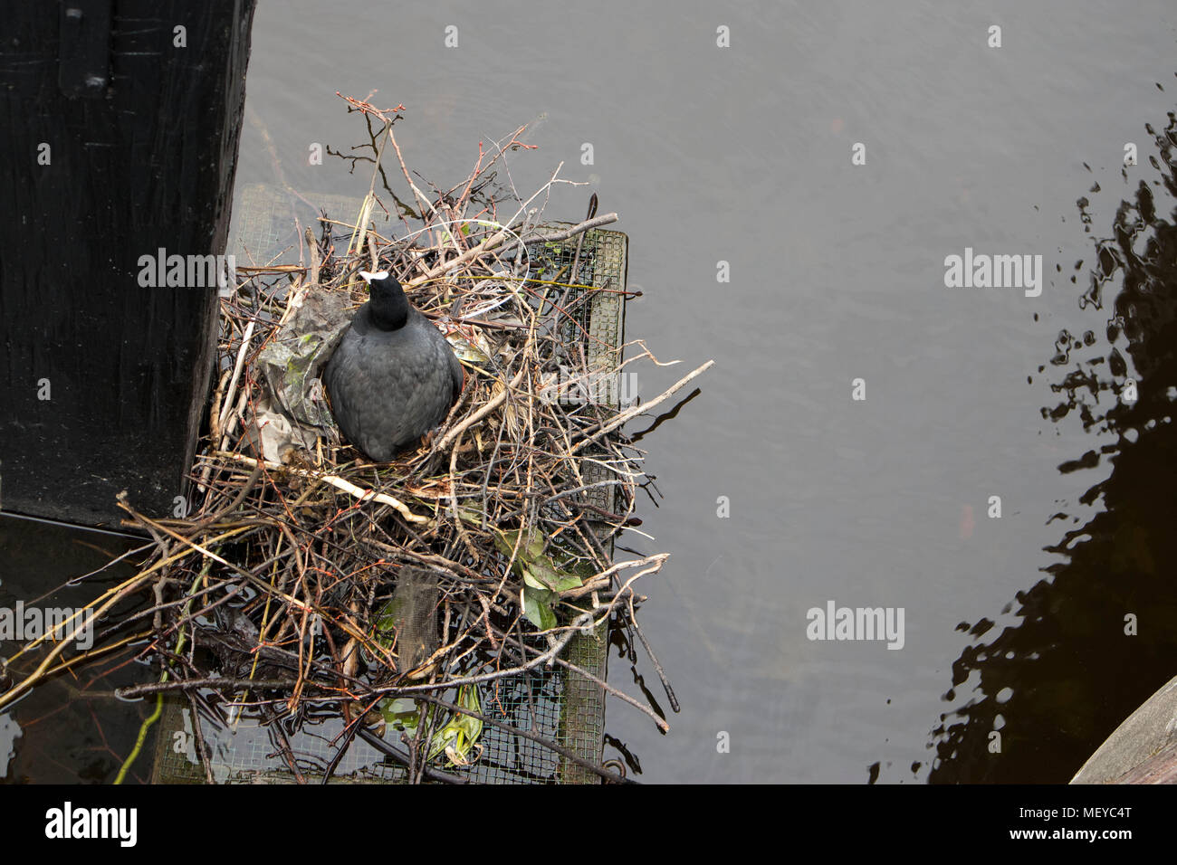 Die Zucht der Eurasischen Blässhuhn sitzen auf Nest Stockfoto