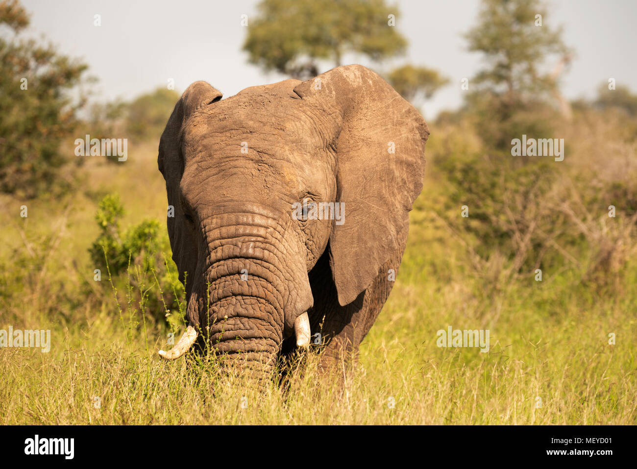 Junge Elefanten füttern auf lange Gras Stockfoto