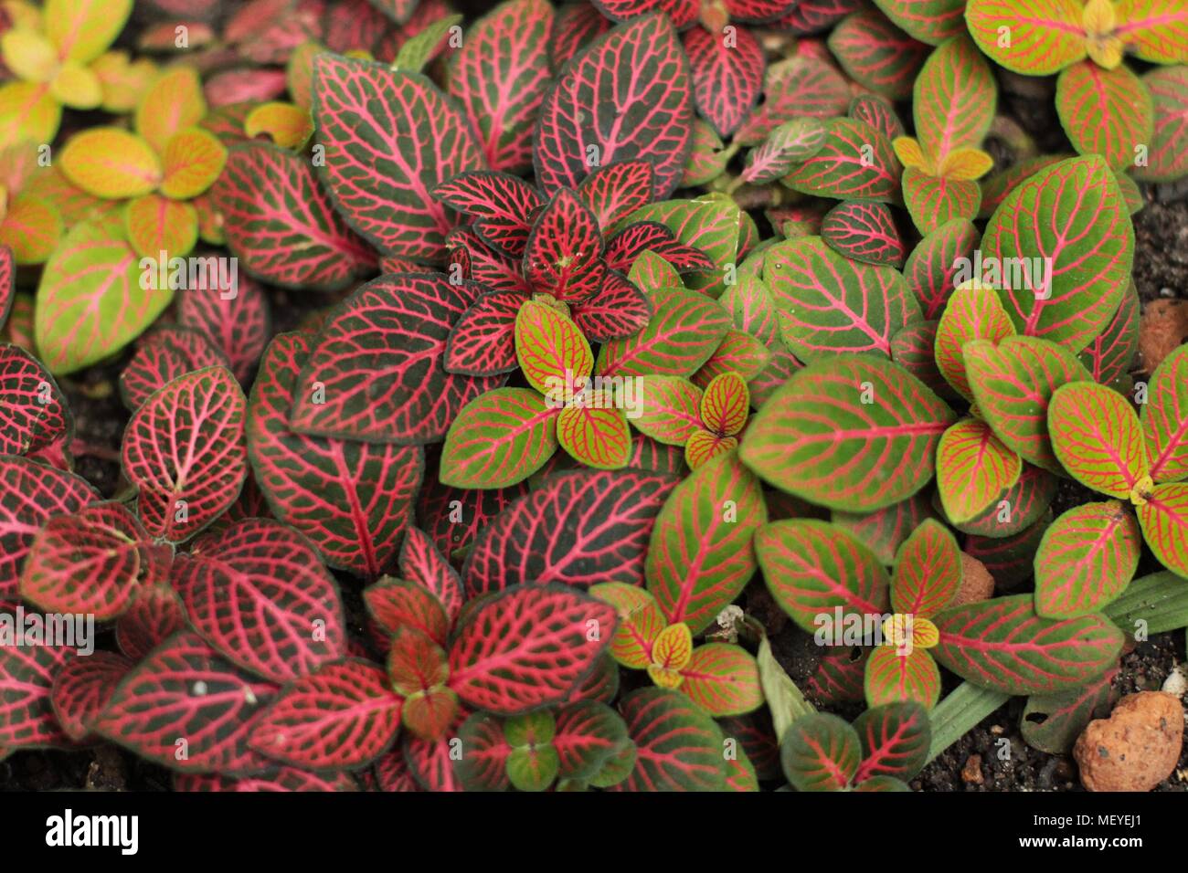 Hellrosa und hellgrüne Blätter von Nerv (Fittonia) Stockfoto