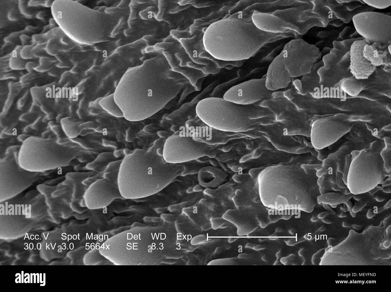 Ornamental geschmückt exoskeletal Oberfläche von einem unbekannten Insekt im 5664 x offenbart vergrößerte Rasterelektronenmikroskopische (SEM) Bild, 2005. Mit freundlicher Seuchenkontrollzentren (CDC)/Janice Haney Carr. () Stockfoto