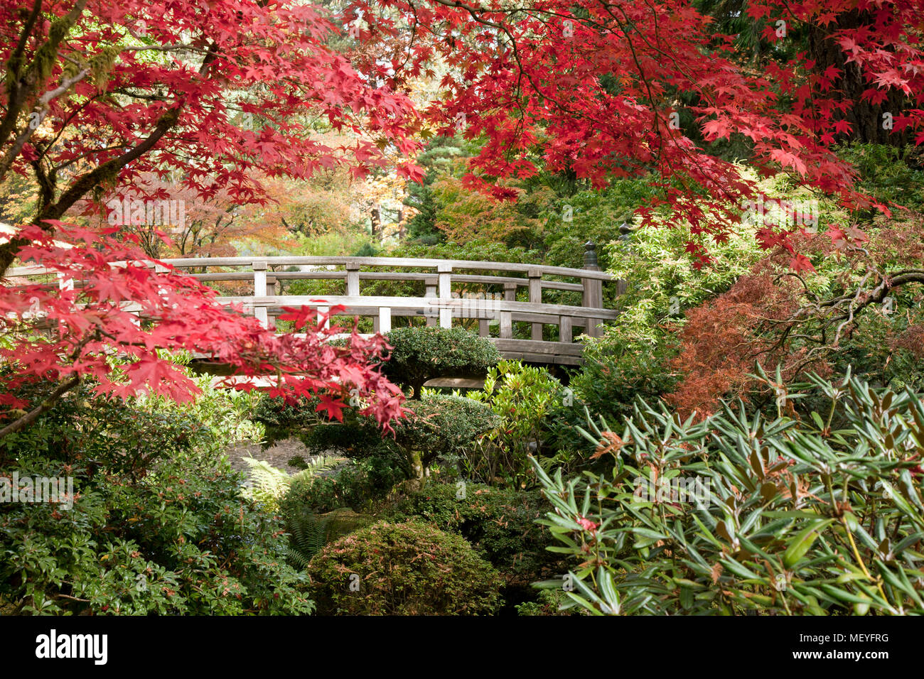 Der Herbst Bringt Die Farbe Andern Und Leuchtend Rote Japanische Ahorne Zum Mond Brucke Der Umherziehenden Teich Garten An Der Portland S Beruhmten Japanischen Tee Ga Stockfotografie Alamy
