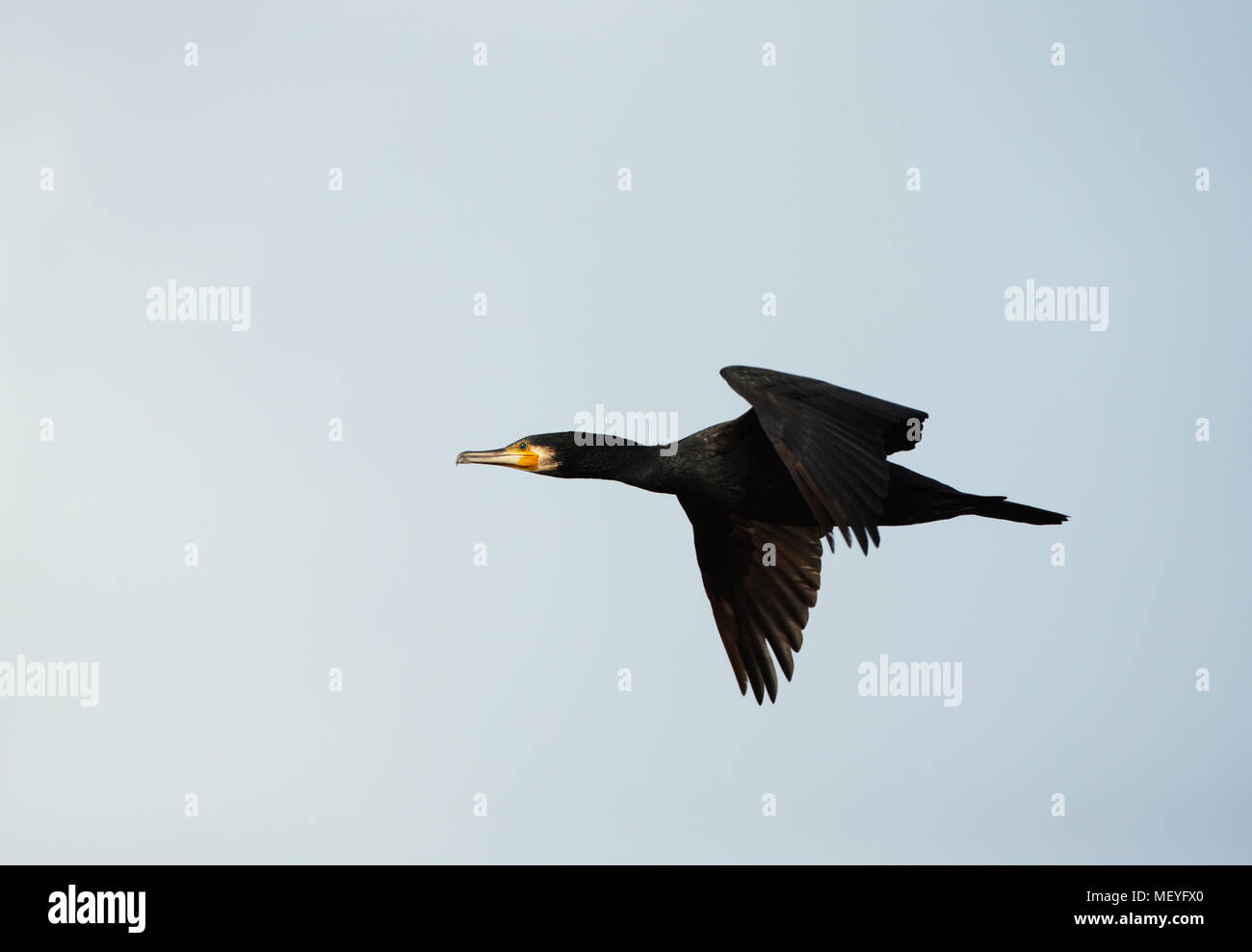 Nahaufnahme einer Kormoran (Phalacrocorax carbo) im Flug, UK. Stockfoto